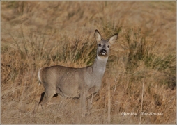 <p>SRNEC OBECNÝ (Capreolus capreolus) Šluknovsko - Království /European roe deer - Reh/</p>